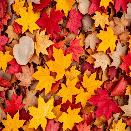 autumn leaves on the ground in vibrant red and yellow colors, captured from a top-down view, using a Canon EOS R5 with 50mm lens, f/1.8 aperture, ISO 100, 1/125s shutter speed, natural lighting for enhanced color saturation and detail