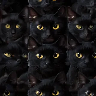 black cats