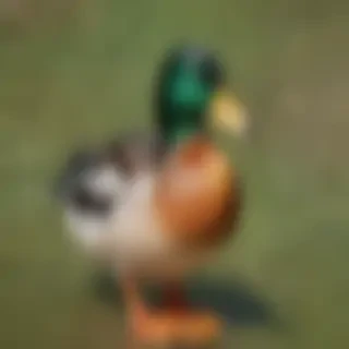 background duck