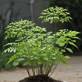 transparent plants