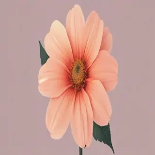 aesthetic flower png