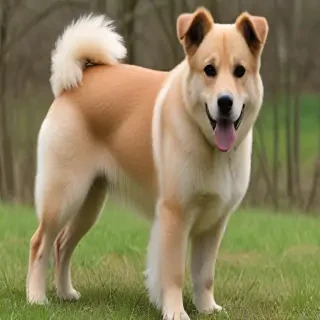affengriffon dog breed