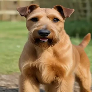 irish terrier