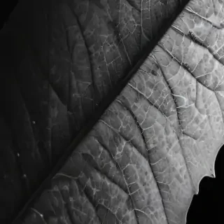 leaf in black and white