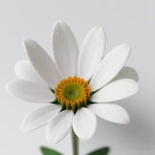 flower with white background