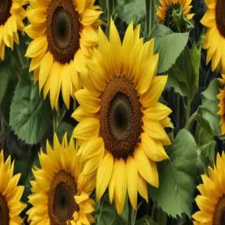 cute sunflower wallpaper