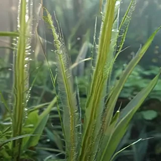 transparent plants
