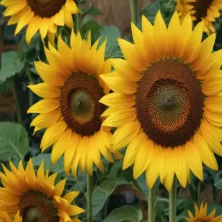sunflower wallpaper iphone