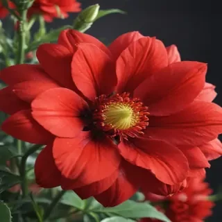 red flower bg
