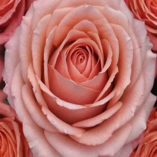 rose flower