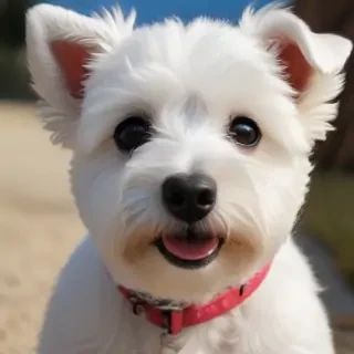 westiepoo dog breed