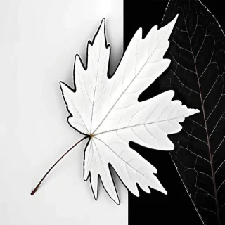 leaf white and black