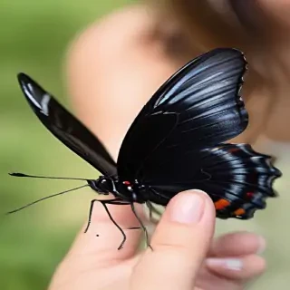 black butterfly