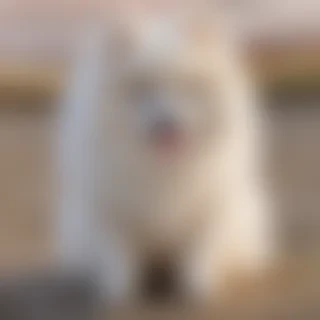 spitz dog