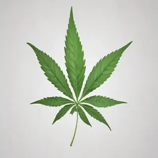 marijuana leaf transparent background