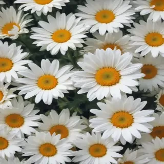 daisy wallpaper iphone