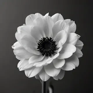 thank you black and white
