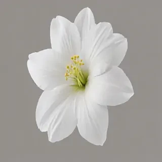 white flower png