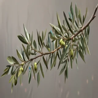 olive branch png