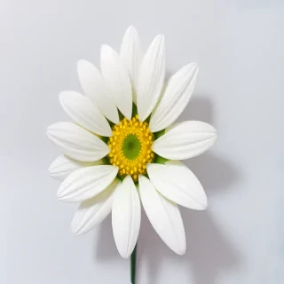 white background flower