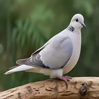 dove bird