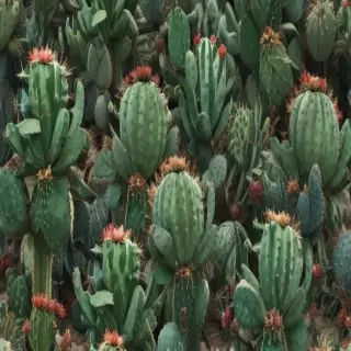aesthetic cactus wallpaper