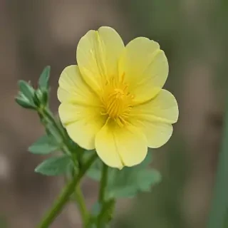 buttercup flower