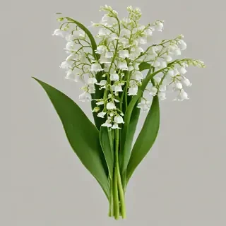lily of the valley png