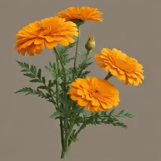 marigold png