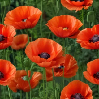 poppy flower