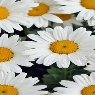 daisy wallpaper iphone