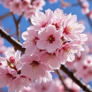high resolution cherry blossom wallpaper