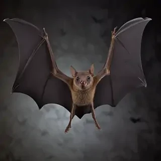 pictures of bats for halloween