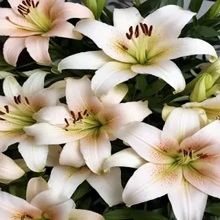 lily background