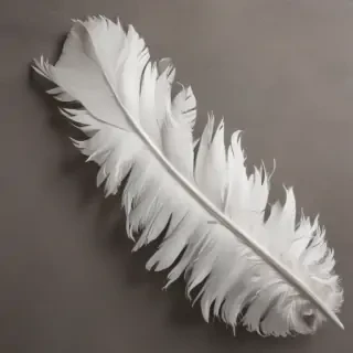feather png