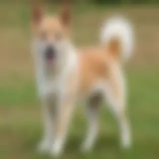 chinaranian dog breed