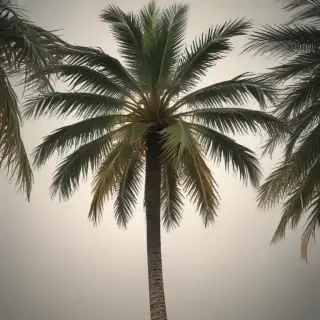 palm tree transparent background