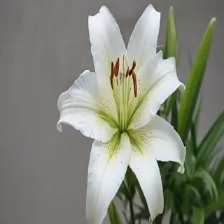 lily flower