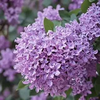 lilac iphone wallpaper