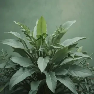sage green backround