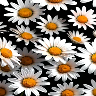 daisies png