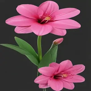 pink flower png