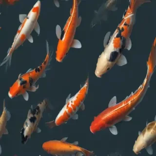 koi fish png