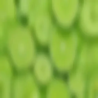 lime green background