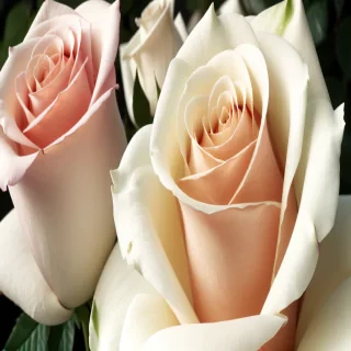 white rose png