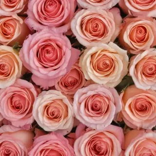 roses background