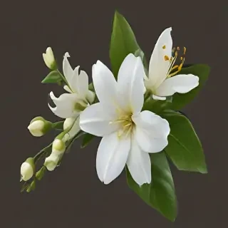 jasmine flower png