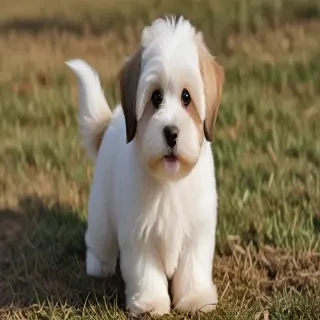 havanese dogs