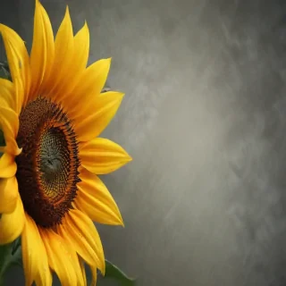 sunflower wallpaper iphone