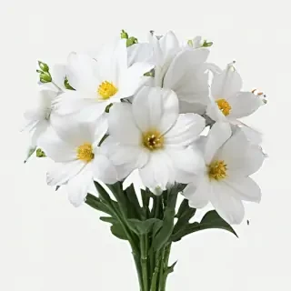 white flowers png transparent